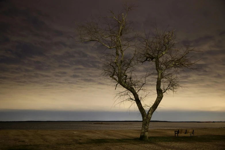 three people walk down a path next to a barren tree in the middle of a field