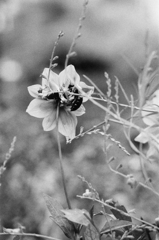 this is a black and white po of a flower