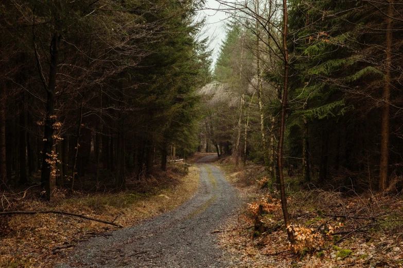 a trail running through a leafy wooded area