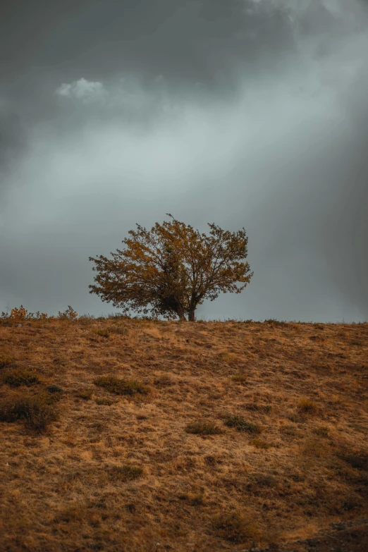 lone tree with very thin nches in an open area