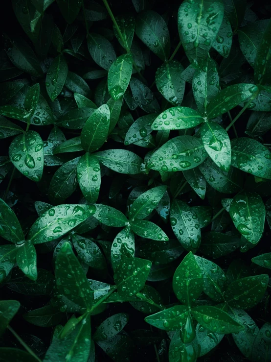 large leaves with water droplets on them in a dark green background