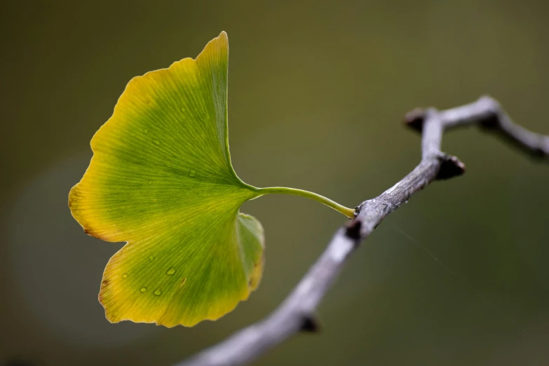 an empty leaf rests on a nch