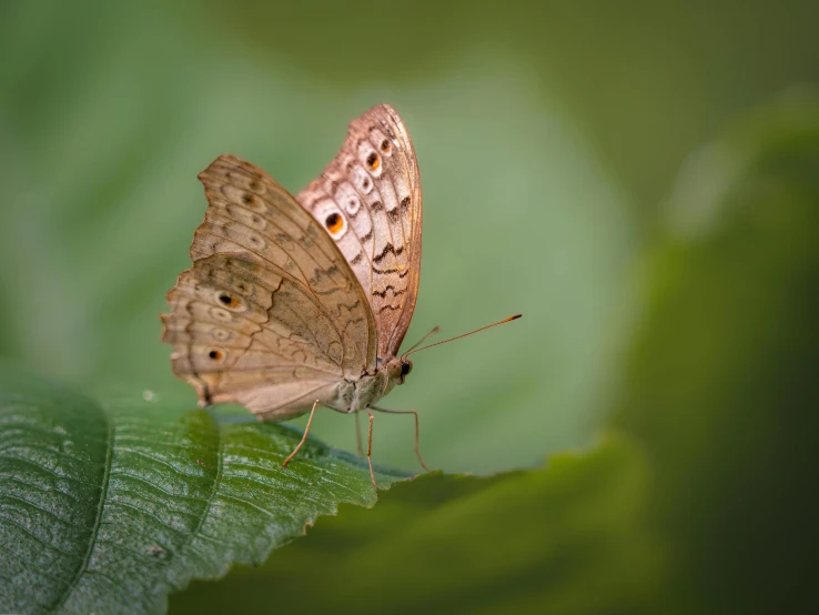 a small erfly that is sitting on a leaf