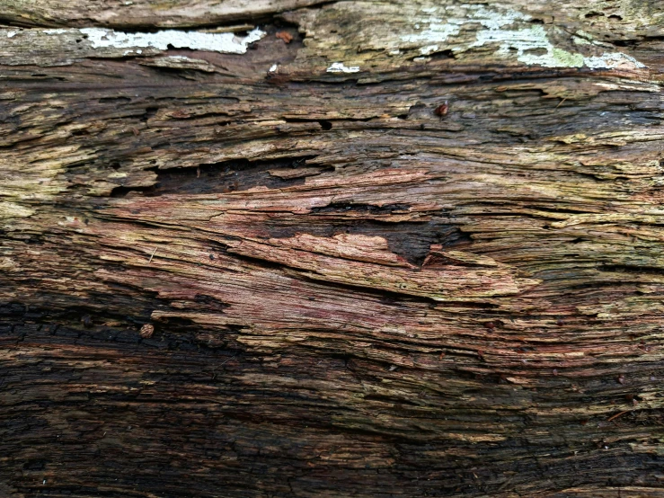 closeup of an exposed bark with light colored stain