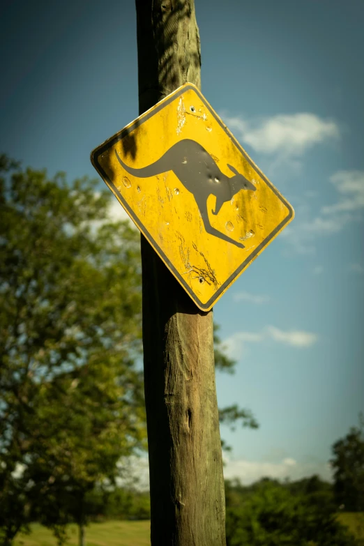 the kangaroo crossing sign is posted on the side of a tree