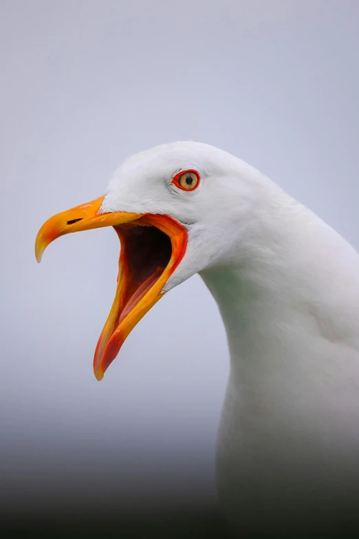 a white bird with a very long beak