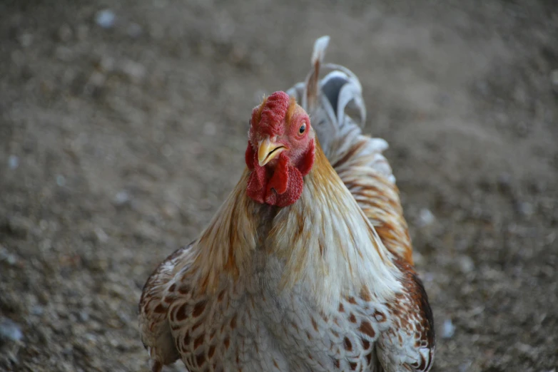 a brown and white rooster stands on a dirt ground