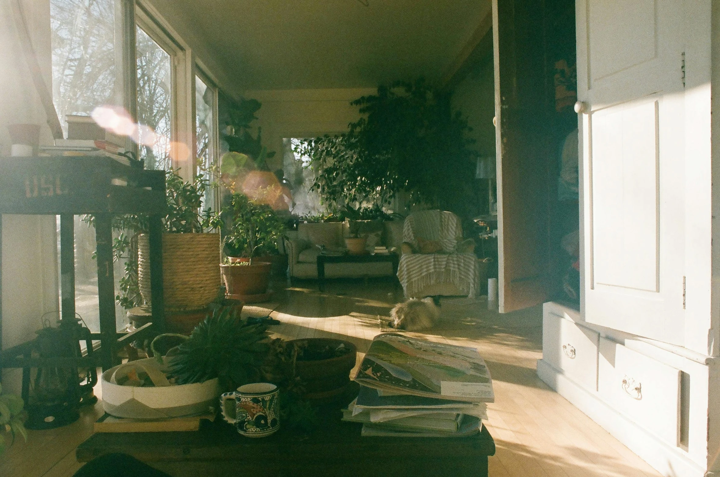 a sunlit hallway with plants and a couch