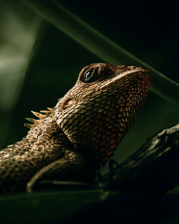 a close up image of an lizard with green background