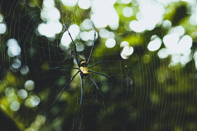 a large spider sits on its web inside of a building