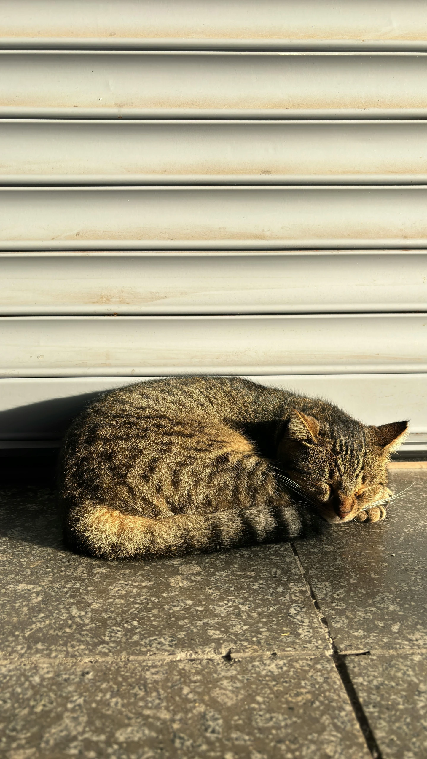 a cat lying down on the sidewalk near a building