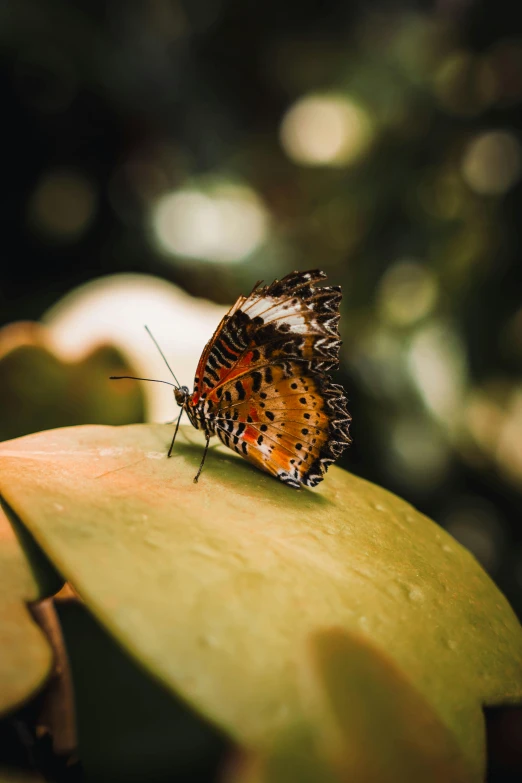 a large orange erfly sitting on top of green leaves