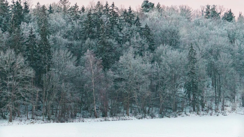 a snowy field filled with trees covered in snow