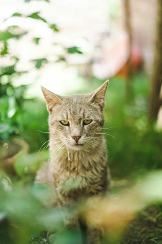 a cat sitting in the grass next to some bushes