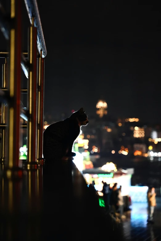 a cat on a ledge in the night