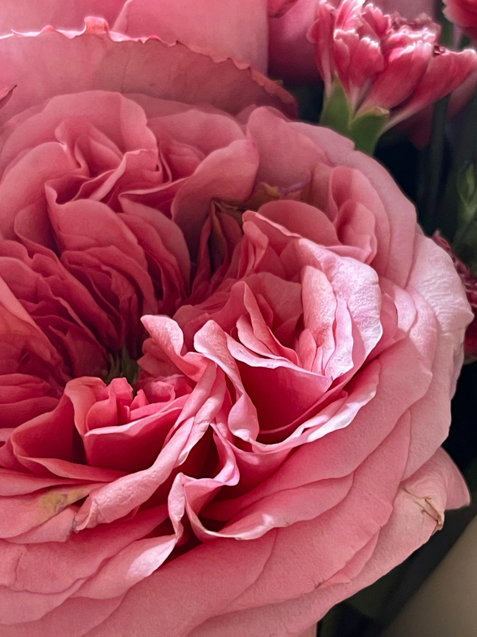 an image of pink flowers that are very pretty