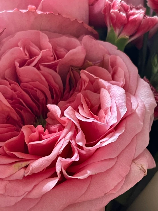 an image of pink flowers that are very pretty