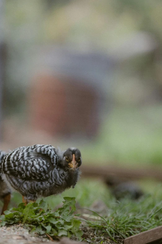 a bird with white stripes is eating a piece of food