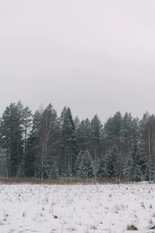 snow covered landscape with trees in distance