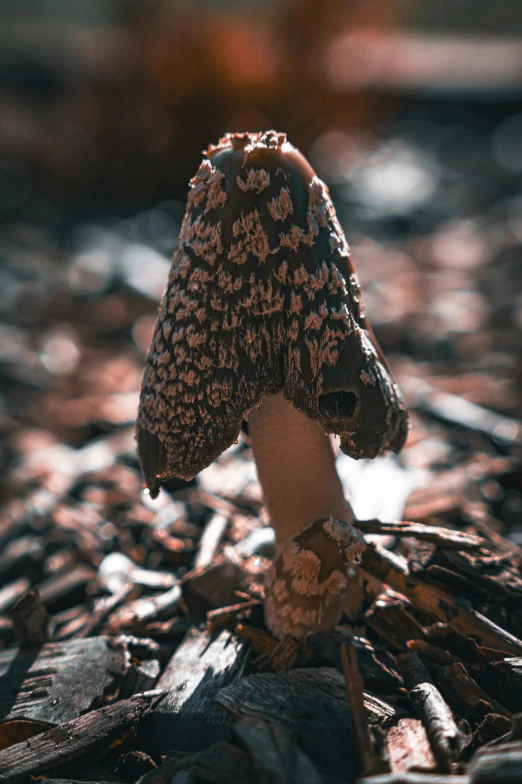 a small brown mushroom on the ground