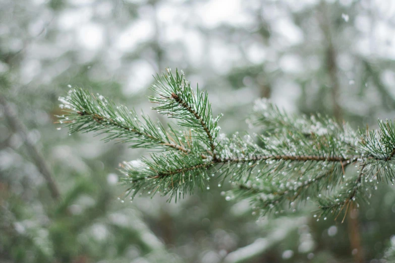 the needles on pine tree are covered with water droplets