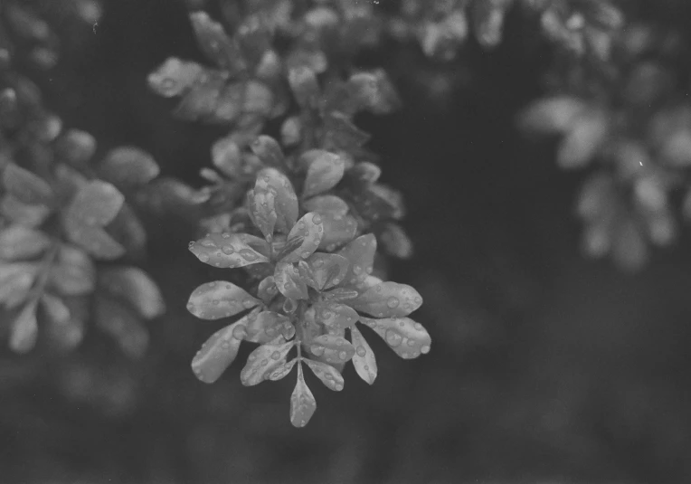 close up s of some green plants with buds