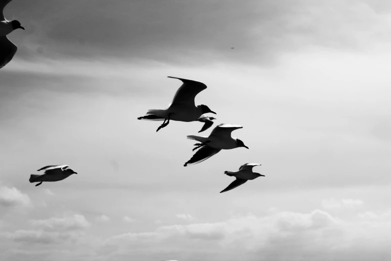 there are many birds flying through the sky together