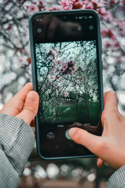 someone taking a po with a smartphone in front of blooming trees