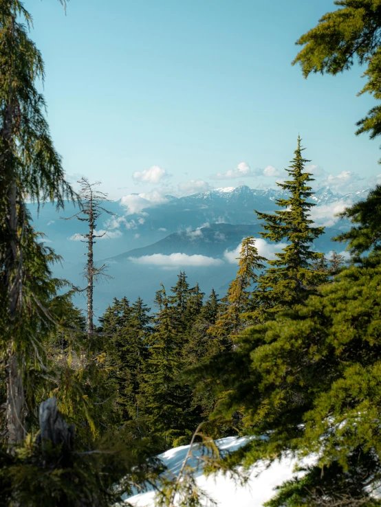 snow and evergreen trees are viewed through the clouds