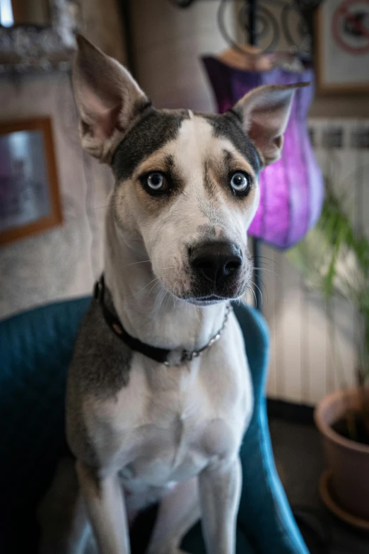 a dog sitting in a chair with it's head turned to the right