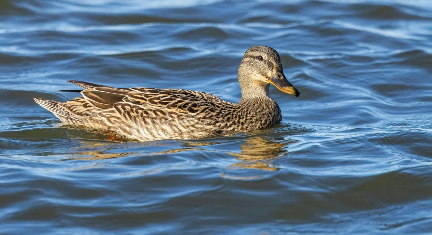 a duck that is swimming in some water