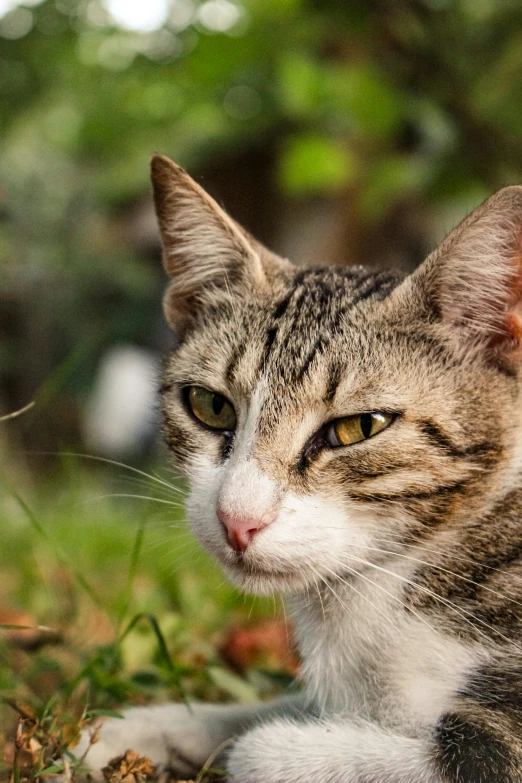 a tabby cat laying on the ground near some grass