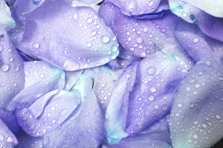 a bunch of very pretty flowers covered in water droplets