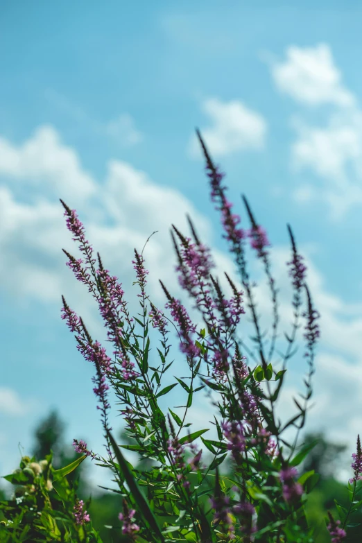 purple flowers on a tree and the sky