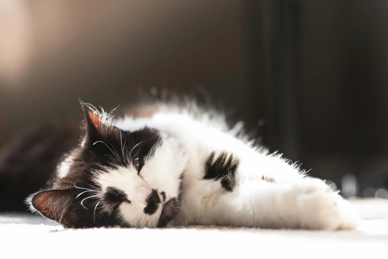 a cat rolling on his back in the sun