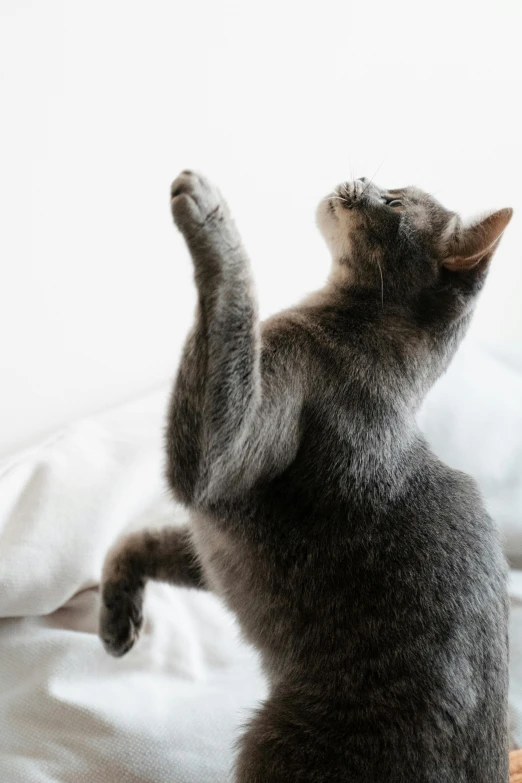 a gray cat is sitting on its back legs