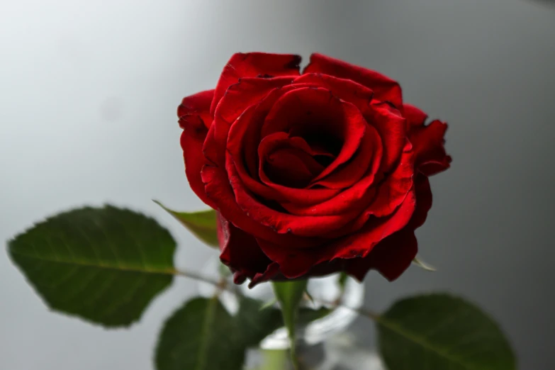 a red rose is growing in a silver vase