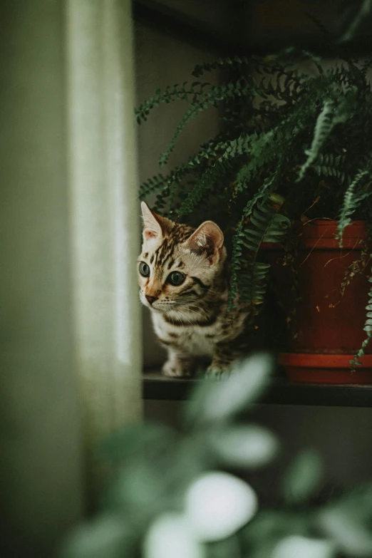 cat sitting in window between two potted plants