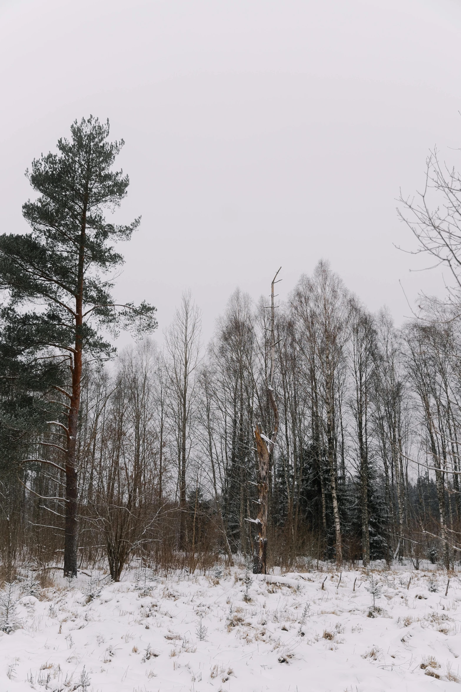 snow covers the ground in an area with several trees and bushes