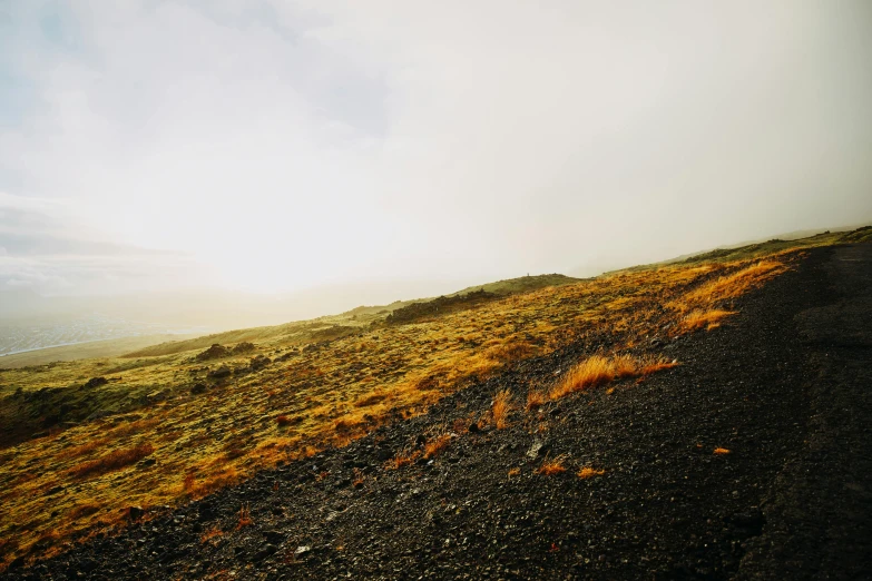 a hill side with an area of low, sp grass and bushes