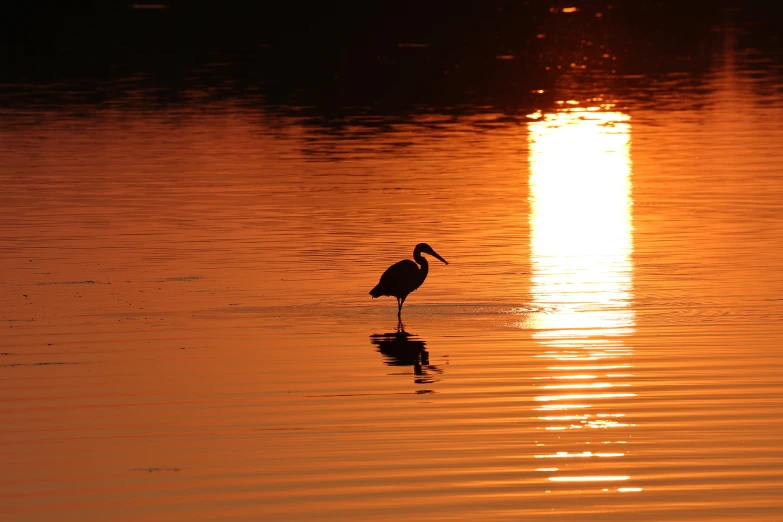 a bird walking on water with a bright sun in the background