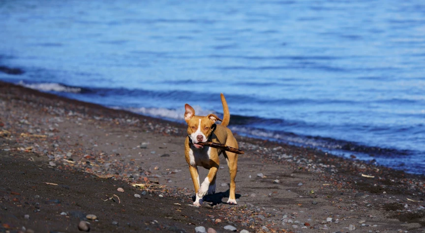 the brown and white dog has long stick in its mouth