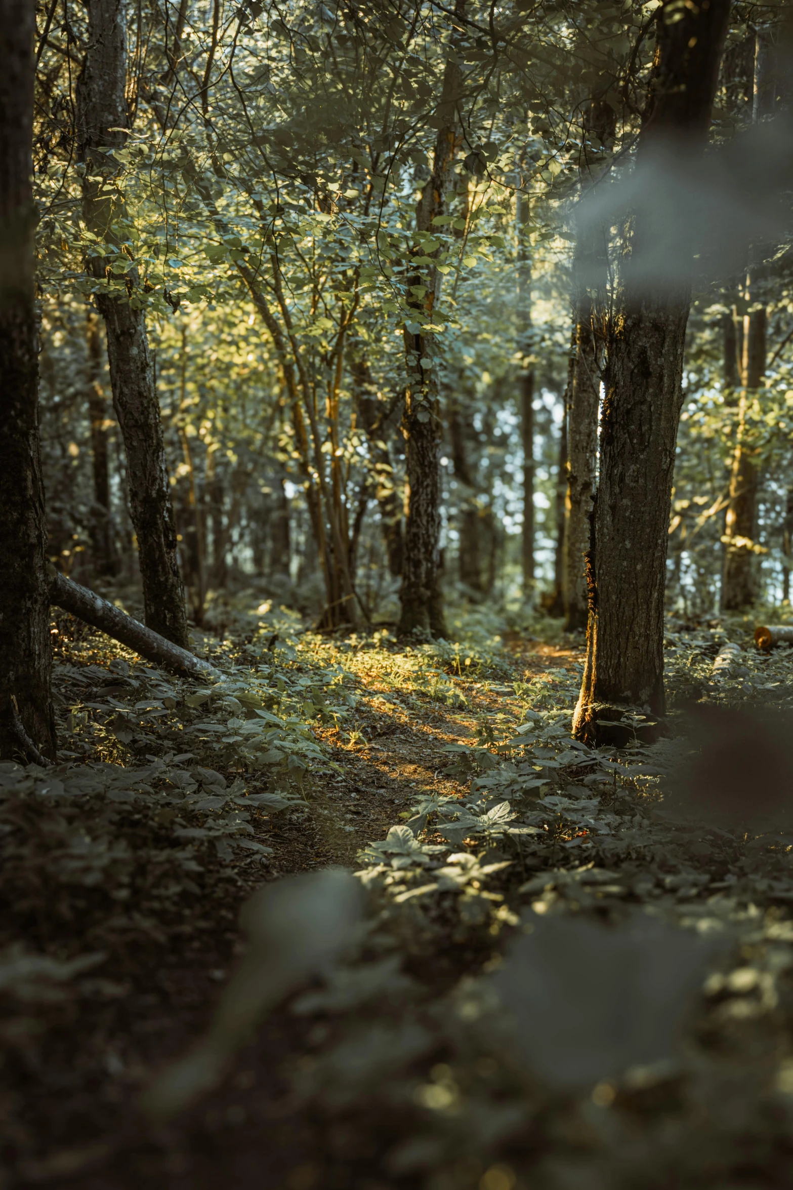 the sun shines on trees in a wooded area