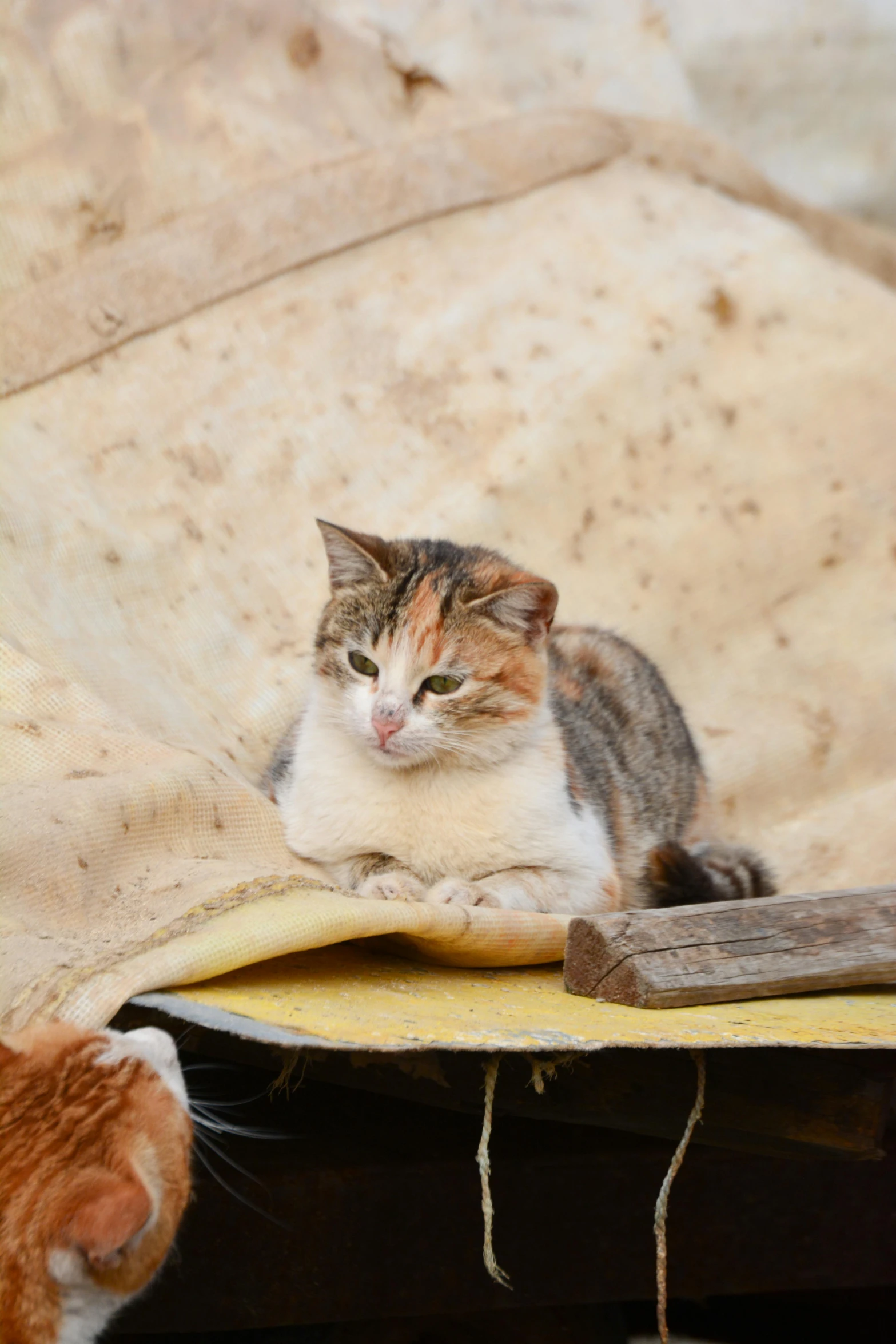 an orange and white cat staring at soing while sitting