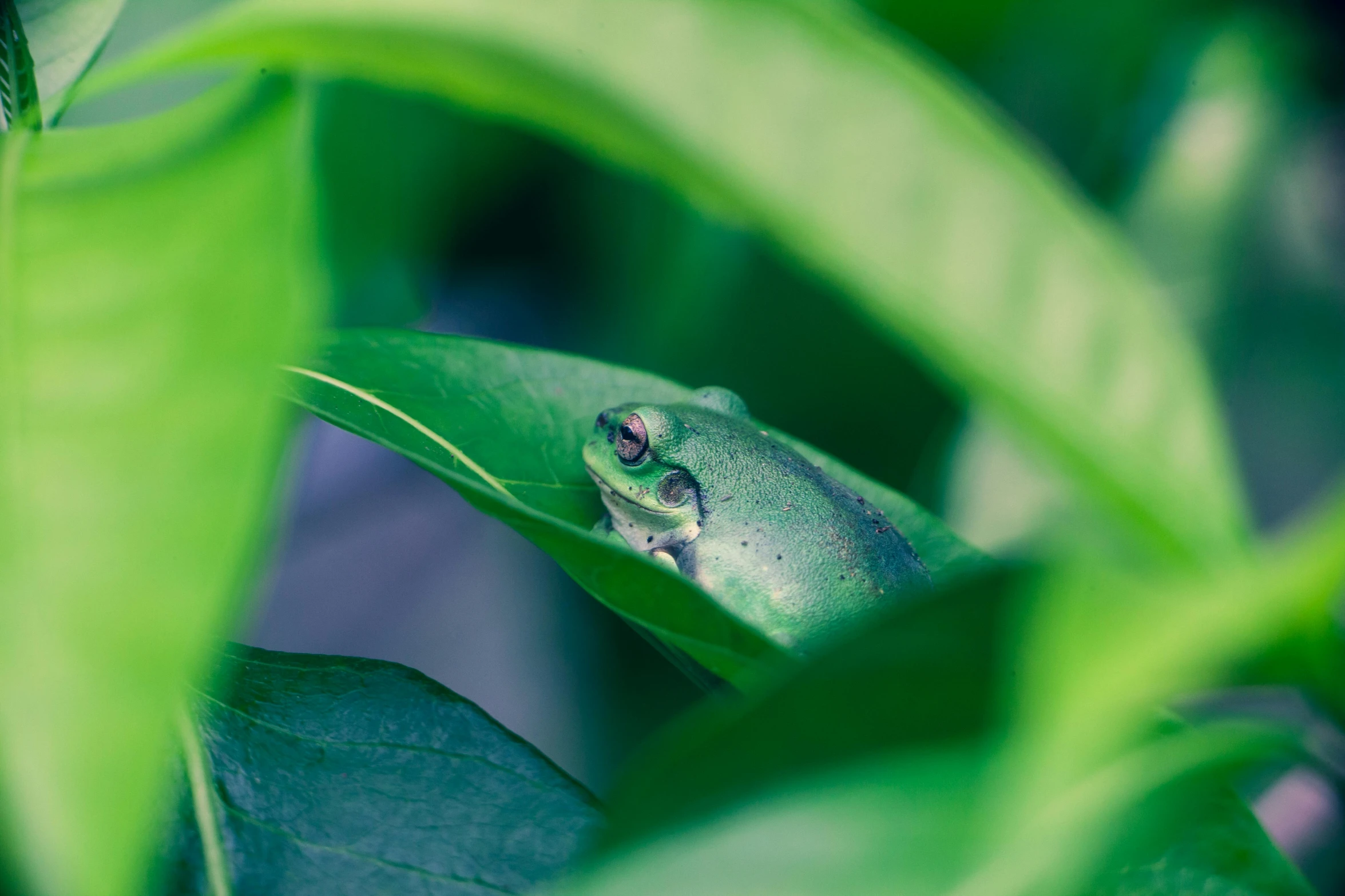 a frog with green leaves around it's face