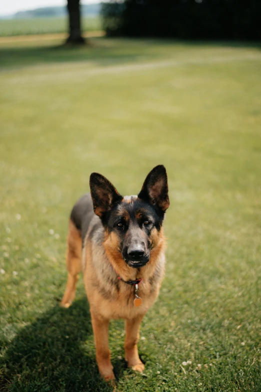 the german shepherd dog is standing on the grass looking at the camera