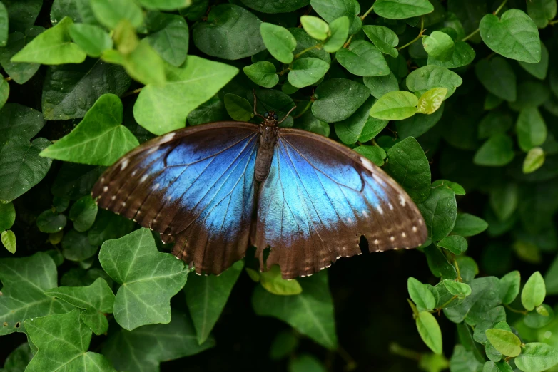 a erfly that is sitting on a leaf