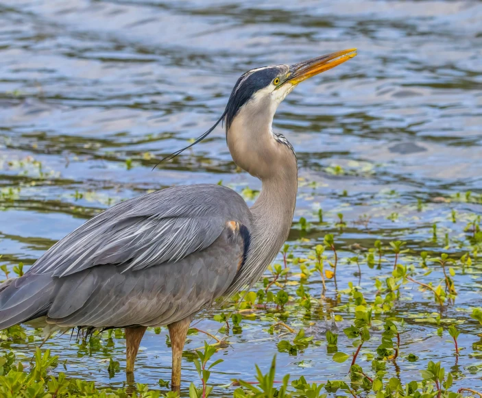 there is a small bird standing in the water