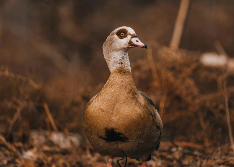 the bird is standing on dirt by himself