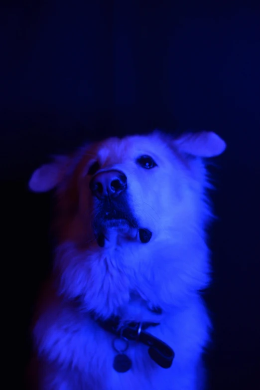 a dog's head illuminated with a blue light